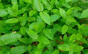 Peppermint plants peppermint leaves peppermint tea chakras mint plant uses herb garden garden plants insect repellent. Green Leaf Plant Mint Peppermint Plant Leaves Herbs Aroma Nature Green Green Mint Pxfuel