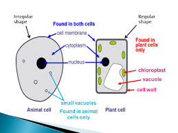We did not find results for: Do You Have Cells Cells Smallest Unit Of Life Animal Cells Plant Cells Can Be Divided Into Are Ppt Download