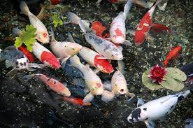 Acara lelang ini memang sudah sangat terkenal. Punya Kolam Ikan Di Rumah Ikuti Panduannya Agar Ikan Koi Tetap Hidup Semua Halaman Idea