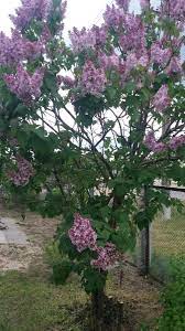 Посадка и уход