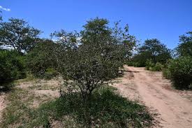 Image result for Balanites pedicellaris