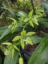Flowers are fragrant with a lemony scent. Coelogyne Mayeriana Robert Bailey Chm Aos C Louis Lodyga Beautiful Orchids Landscaping Plants Beautiful Flowers