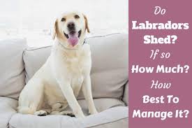 The american kennel club's puppy finder is a good place to start searching for registered breeders if you wish assurance of your dog's breed. Do Labs Shed How Much When Your Guide On Labrador Shedding 2021