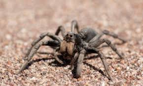 Possible swelling at the site. 10 Deaths And Serious Injuries Caused By Spiders Listverse