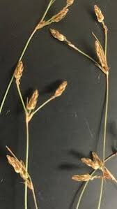 Image result for Bulbostylis sp.no.4