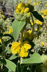 Image result for Phlomis fruticosa