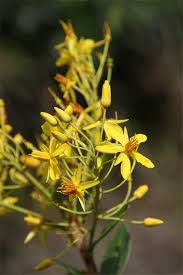 Image result for Ouratea