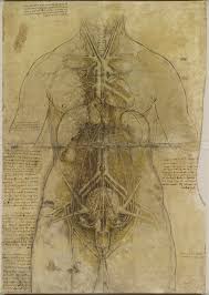 Drawing anatomy for beginners, learning the ins and outs. Body Maps Leonardo Da Vinci S Anatomical Drawings Flashbak