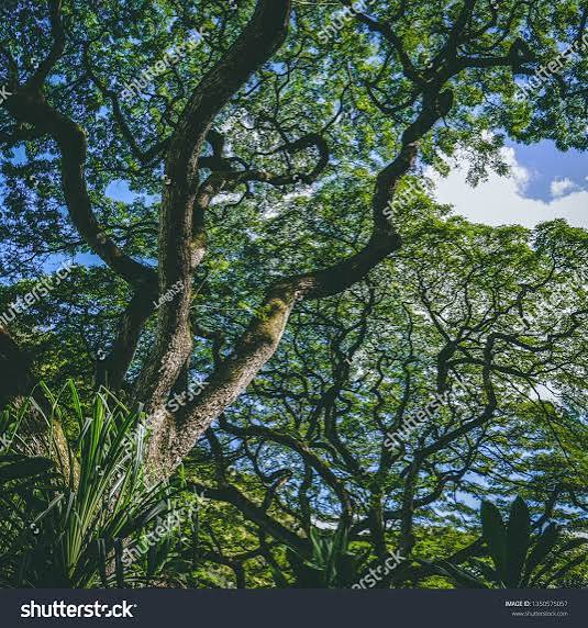 Beautiful Ohe-makai Trees Waimea Valley Stock Photo 1350575057 | Shutterstock