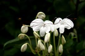 Image result for Clerodendrum incisum