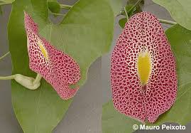 Image result for Xylopia odoratissima