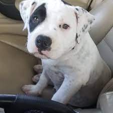 See more ideas about pitbull puppies, puppies, pitbulls. Adopt A Pit Bull Puppy Near Seattle Wa Get Your Pet