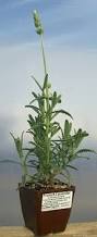 Image result for Lavandula dentata