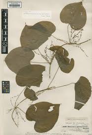 Image result for Dioscorea schimperiana