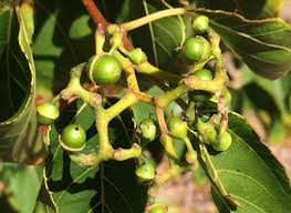 Image result for Hovenia