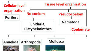 Biology Animal Kingdom Diversity In Living Organisms Part 10 English