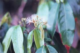 Image result for Garcinia punctata
