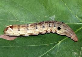 Check spelling or type a new query. Caterpillars With Large Eyes All About Worms