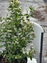 Image result for Jasminum meyeri-johannis