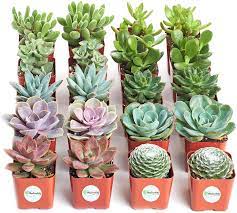 Any plant that stores water in its leaves, stems or roots is classified as a succulent. Amazon Com Shop Succulents Assorted Collection Variety Set Of Hand Selected Fully Rooted Live Indoor Succulent Plants 20 Pack B Mix Everything Else