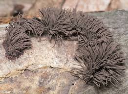 Image result for Stemonitis splendens