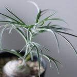 Image result for Trochomeria polymorpha