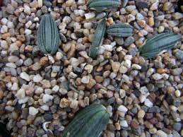 Image result for Litanthus pusillus