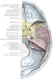 The greater portion of the anterior floor is convex and the most important anatomic structures below the anterior cranial fossa are the orbits and the paranasal sinuses. Ii Osteology 5d The Interior Of The Skull Gray Henry 1918 Anatomy Of The Human Body