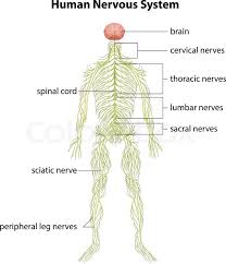 Learn about the nervous system and its functions. An Image Showing The Human Nervous Stock Vector Colourbox