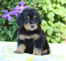 These pups have the hypoallergenic coat of a mini poodle, and many of the handsome traits of the bernese mountain dog. Apply Best Bernedoodles