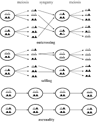 In many other organisms, two parents are. Genome Evolution In Outcrossing Vs Selfing Vs Asexual Species Springerlink
