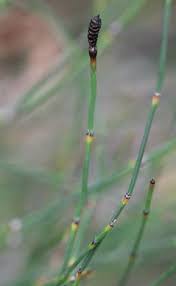 Image result for Equisetum ramosissimum