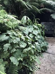 Image result for Begonia eminii