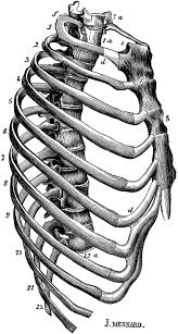The gallbladder is a small organ on the right side of the body that stores bile from the liver. Human Thorax Chest Clipart Etc Human Rib Cage Human Ribs Thorax