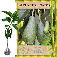 Nama tumbuhan obat dan nama latin. Tanaman Alpukat Aligator Tinggi 40 60 Cm Shopee Indonesia