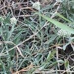 Image result for Helichrysum globosum