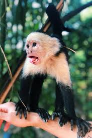 Purchasing your capuchin monkey capuchin monkeys can cost anywhere from $5,000 to $7,000. How Much Would A Baby Monkey Cost Peepsburgh