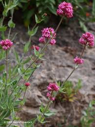 Image result for Centranthus