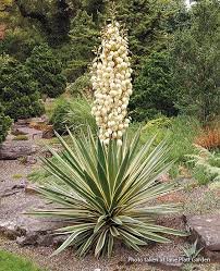 See more ideas about deer resistant perennials, perennials, deer resistant plants. 11 Deer And Rabbit Resistant Plants Garden Gate