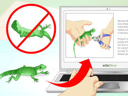 Maybe you would like to learn more about one of these? How To Take Care Of A Chinese Water Dragon 14 Steps