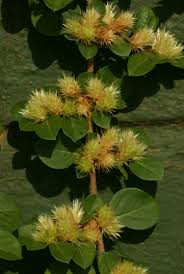 Image result for Alternanthera pungens