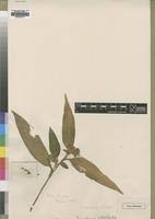 Image result for Commelina bracteosa