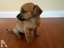 Of course, this energy is all in a little package, so to tire him out, a daily walk or vigorous play session will suit him just fine. Chihuahua Dachshund Mix Puppies For Sale Petsidi