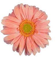 A large collection of gifs loading … on a transparent or opaque background. Flower Transparent Gifs Tenor