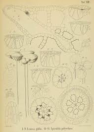 Image result for Wolffiella repanda