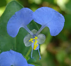 Image result for Commelina benghalensis