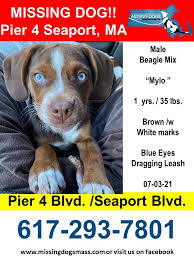 We did not find results for: These Dogs Went Missing In Massachusetts During Fourth Of July Weekend As Fireworks Cause A Spike In Missing Dog Reports Masslive Com