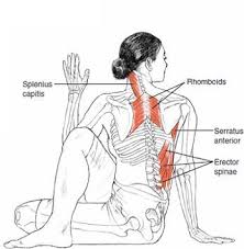 Ardha Matsyendrasana Half Lord Of The Fishes Pose C Leslie Kaminoff S Yoga Anatomy B E N E F I T S Stimula Avec Images Anatomie Yoga Exercices De Yoga Yoga Pour Le Matin