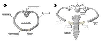 The top view of the 4th thoracic vertebra. Crossfit The Thoracic Vertebrae And Other Thoracic Bones