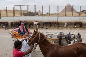 Cows have got ___ bodies than giraffes. At Egypt S Tourism Gems Animal Abuse Is An Ugly Flaw The New York Times